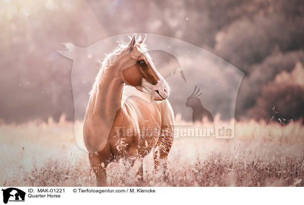 Quarter Horse / Quarter Horse / MAK-01221
