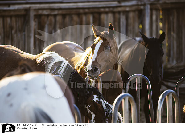 Quarter Horse / Quarter Horse / AP-13966