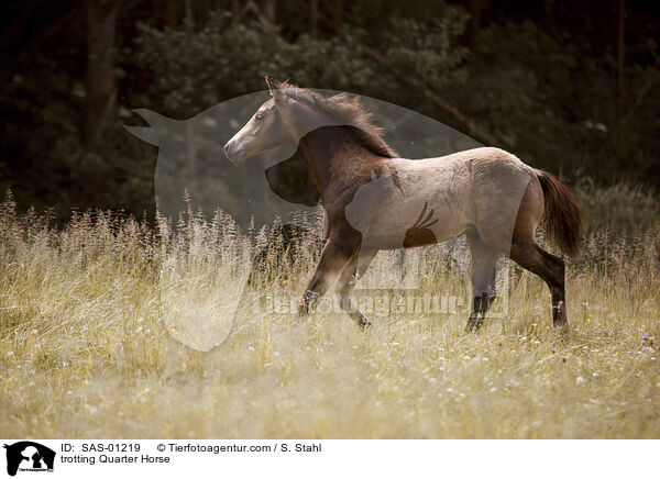 trabendes Quarter Horse / trotting Quarter Horse / SAS-01219