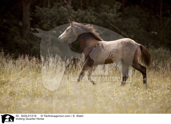 trotting Quarter Horse / SAS-01219