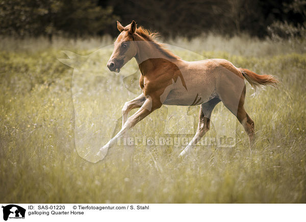 galoppierendes Quarter Horse / galloping Quarter Horse / SAS-01220