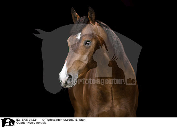 Quarter Horse Portrait / Quarter Horse portrait / SAS-01221