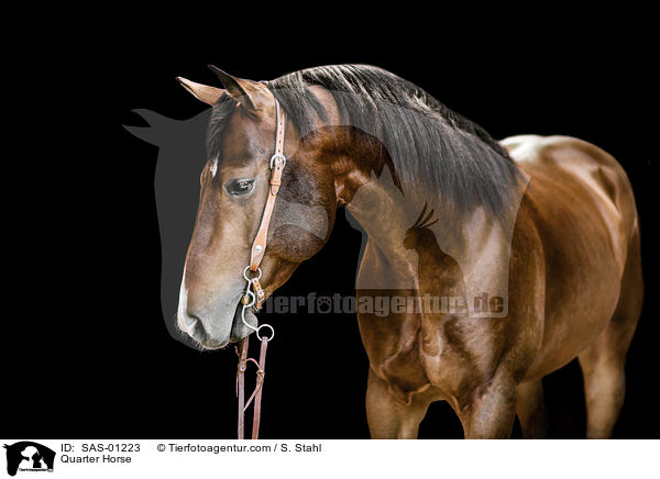 Quarter Horse / SAS-01223
