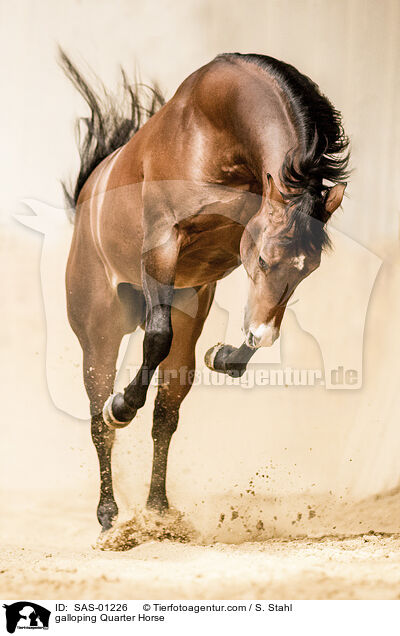 galoppierendes Quarter Horse / galloping Quarter Horse / SAS-01226