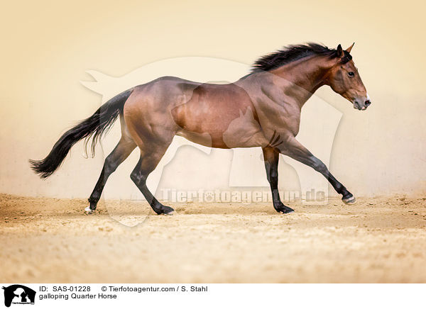 galoppierendes Quarter Horse / galloping Quarter Horse / SAS-01228