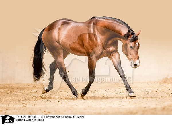 trabendes Quarter Horse / trotting Quarter Horse / SAS-01230