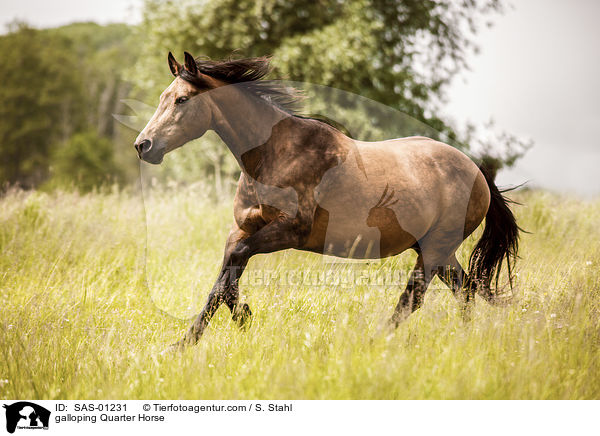 galloping Quarter Horse / SAS-01231