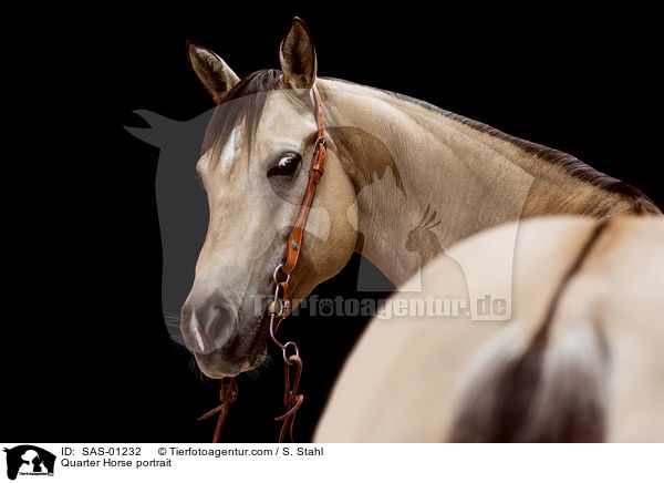 Quarter Horse Portrait / Quarter Horse portrait / SAS-01232