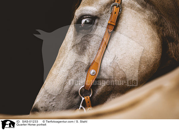 Quarter Horse Portrait / Quarter Horse portrait / SAS-01233