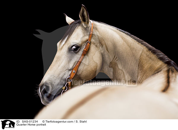 Quarter Horse Portrait / Quarter Horse portrait / SAS-01234
