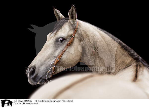 Quarter Horse portrait / SAS-01235