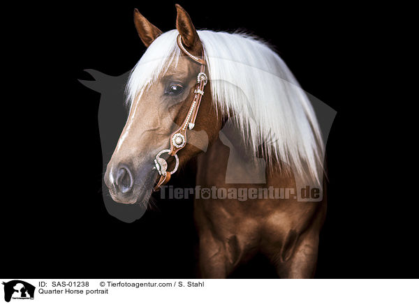 Quarter Horse Portrait / Quarter Horse portrait / SAS-01238