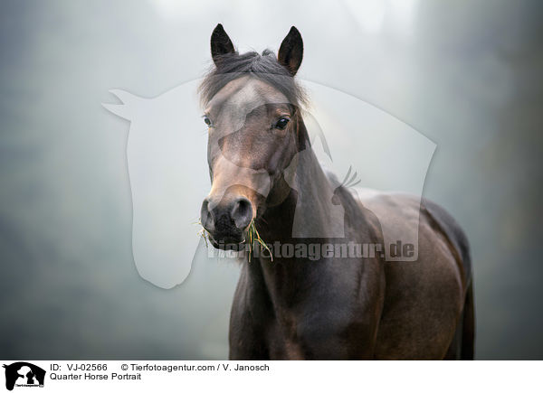 Quarter Horse Portrait / VJ-02566