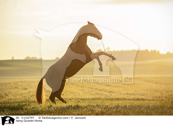 rising Quarter Horse / VJ-02797