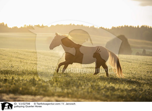 galoppierendes Quarter Horse / galloping Quarter Horse / VJ-02798