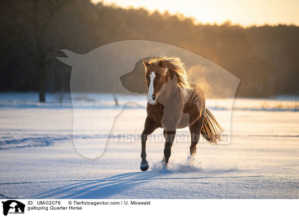 galloping Quarter Horse / UM-02076