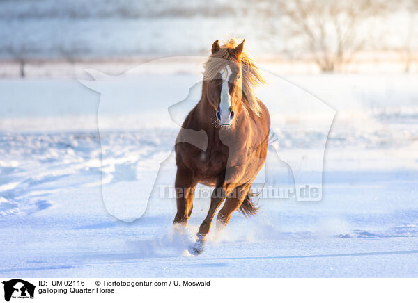 galloping Quarter Horse / UM-02116