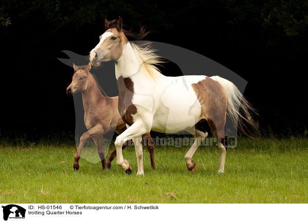 trotting Quarter Horses / HS-01546