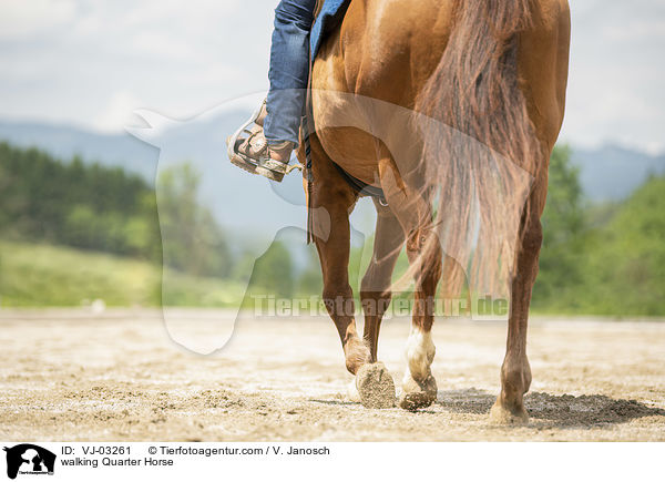 laufendes Quarter Horse / walking Quarter Horse / VJ-03261