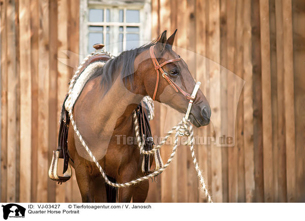 Quarter Horse Portrait / Quarter Horse Portrait / VJ-03427