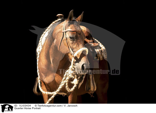 Quarter Horse Portrait / Quarter Horse Portrait / VJ-03434