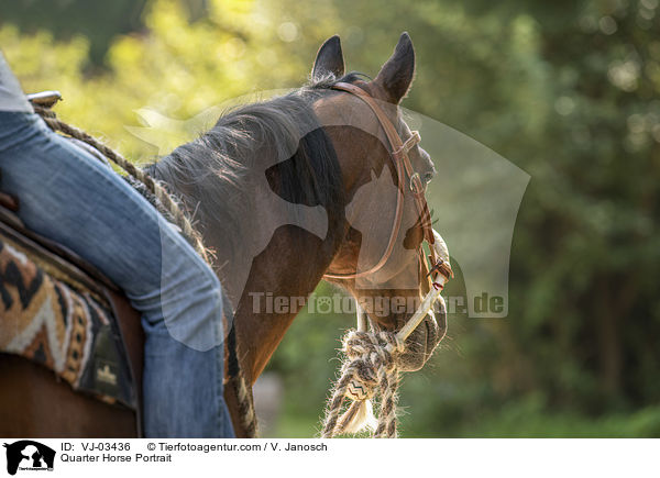 Quarter Horse Portrait / Quarter Horse Portrait / VJ-03436
