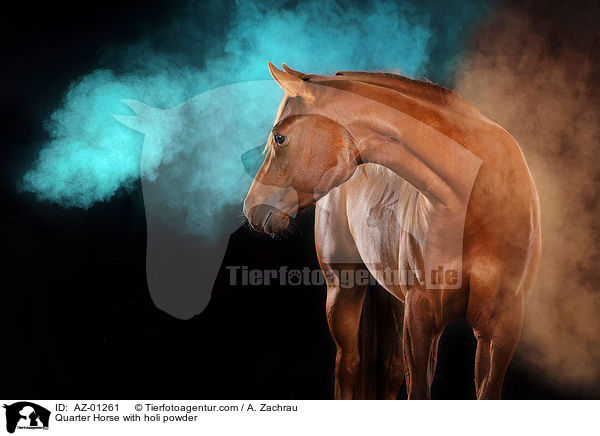 Quarter Horse with holi powder / AZ-01261