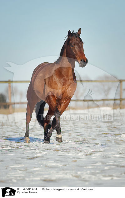 Quarter Horse / Quarter Horse / AZ-01454