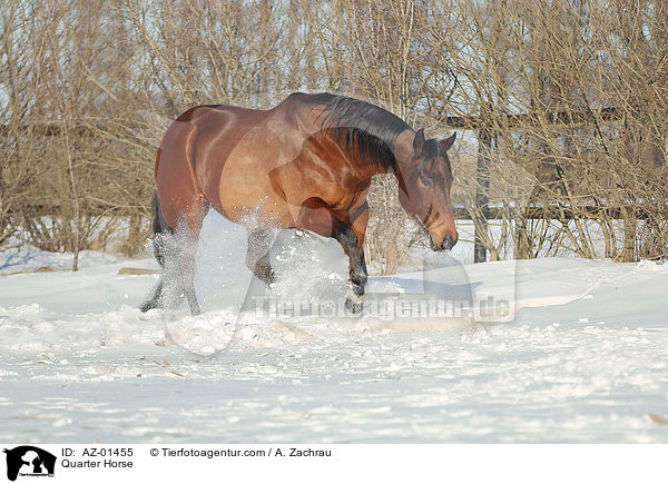 Quarter Horse / Quarter Horse / AZ-01455