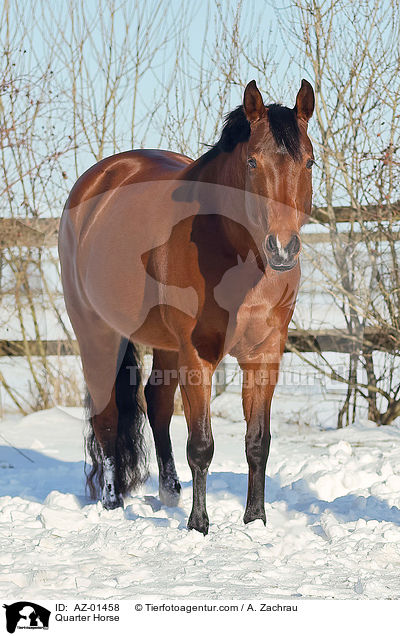 Quarter Horse / Quarter Horse / AZ-01458