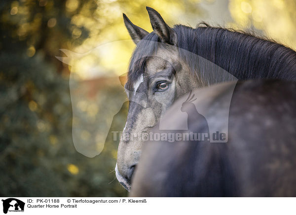 Quarter Horse Portrait / PK-01188
