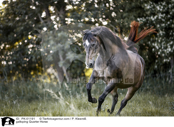 galloping Quarter Horse / PK-01191