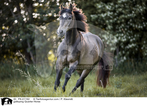 galloping Quarter Horse / PK-01192