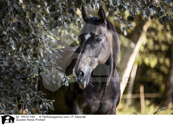 Quarter Horse Portrait / PK-01194
