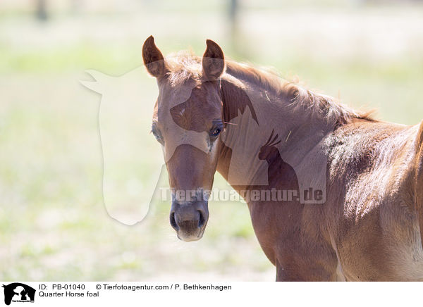 Quarter Horse Fohlen / Quarter Horse foal / PB-01040