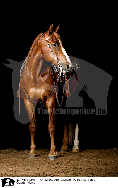 Quarter Horse / Quarter Horse / PB-01200