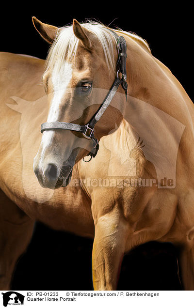 Quarter Horse Portrait / Quarter Horse Portrait / PB-01233