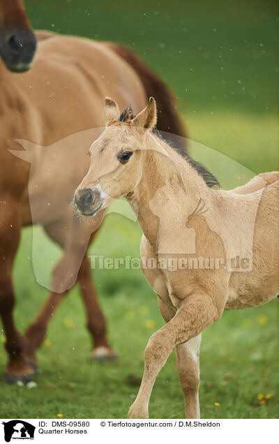 Quarter Horses / Quarter Horses / DMS-09580