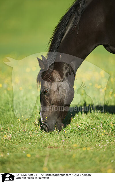 Quarter Horse im Sommer / Quarter Horse in summer / DMS-09591