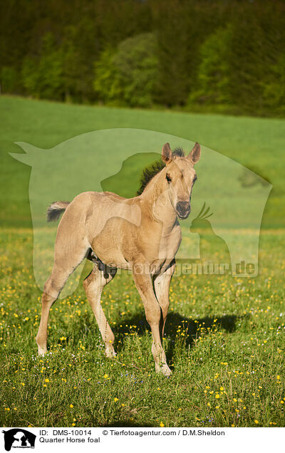Quarter Horse Fohlen / Quarter Horse foal / DMS-10014