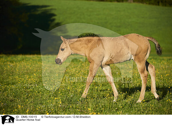 Quarter Horse Fohlen / Quarter Horse foal / DMS-10015