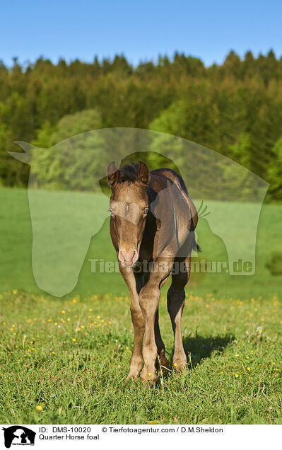 Quarter Horse foal / DMS-10020