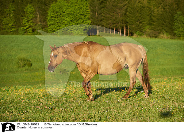 Quarter Horse im Sommer / Quarter Horse in summer / DMS-10022