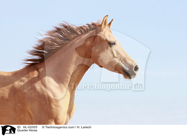 Quarter Horse / Quarter Horse / HL-02005