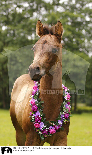 Quarter Horse foal / HL-02077