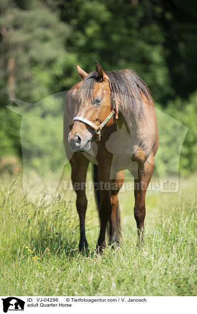 ausgewachsenes Quarter Horse / adult Quarter Horse / VJ-04296