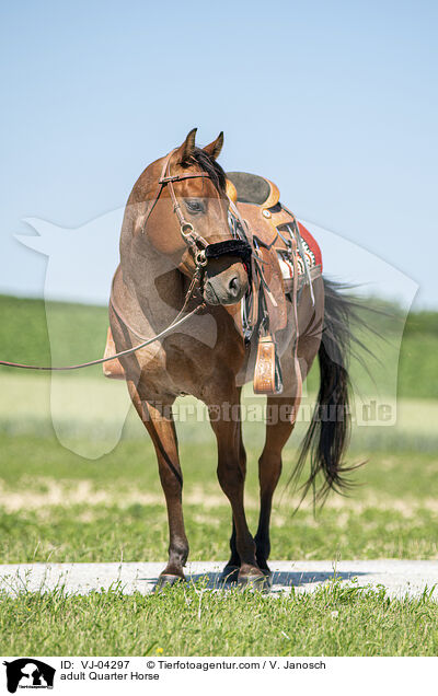 ausgewachsenes Quarter Horse / adult Quarter Horse / VJ-04297