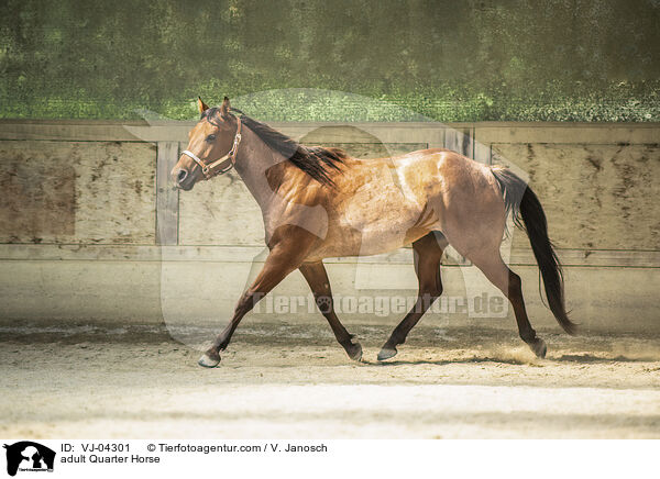 ausgewachsenes Quarter Horse / adult Quarter Horse / VJ-04301