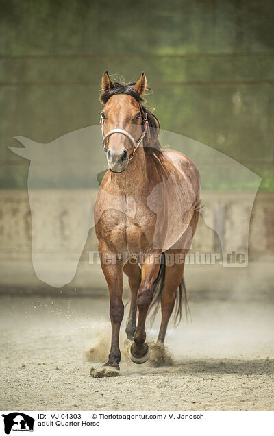 ausgewachsenes Quarter Horse / adult Quarter Horse / VJ-04303