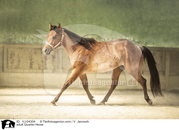 ausgewachsenes Quarter Horse / adult Quarter Horse / VJ-04304
